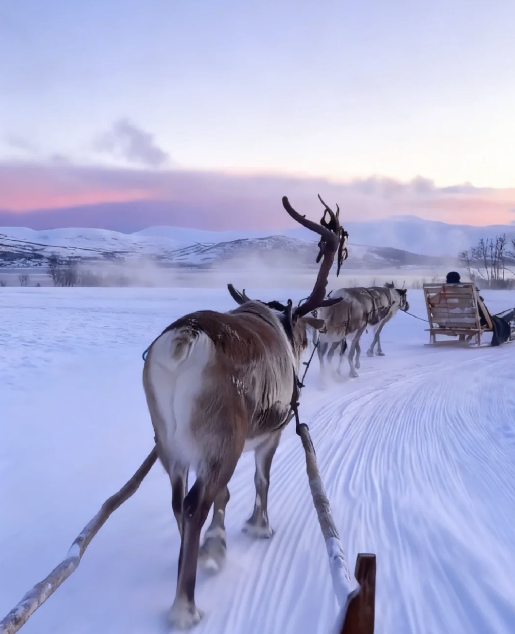 A horse-drawn sleigh gliding through a snowy pine forest