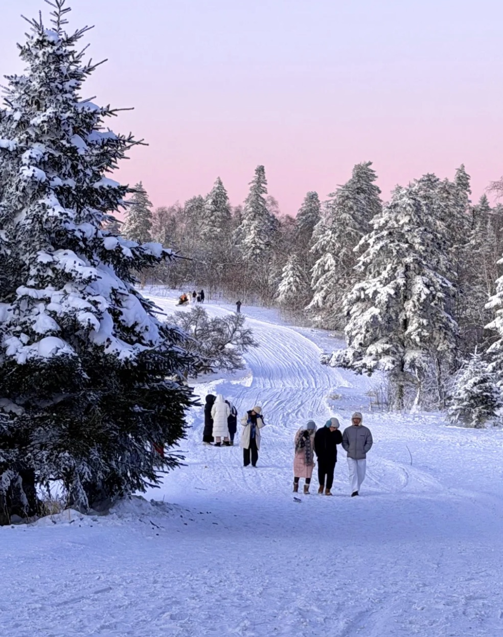A frosted rime-covered pine forest with a snowy trail winding through it at Changbaishan