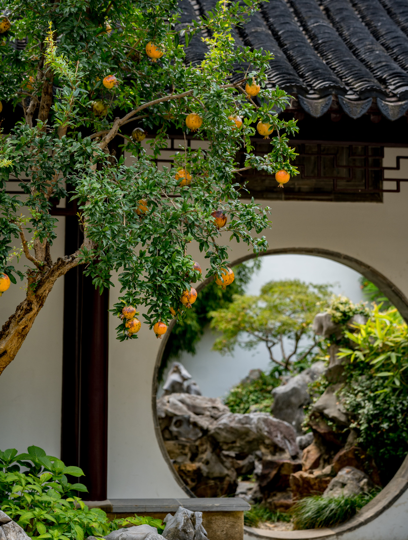 A round moon gate framing rockery, with a fruiting pomegranate tree